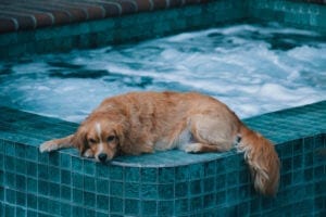 Are you making these 5 pool maintenance mistakes?