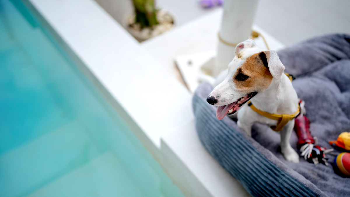 Should you let your dog in pool | Clear Comfort AOP Pool Systems
