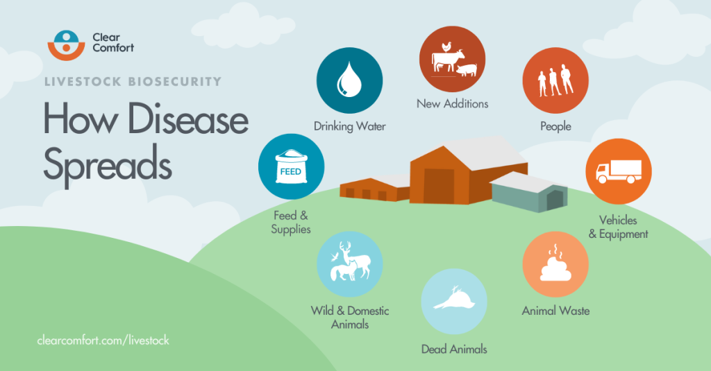 Infographic Livestock Biosecurity How Disease Spreads | Clear Comfort AOP Livestock Drinking Water