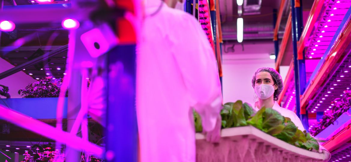 Workers with face mask on aquaponic farm, sustainable business and coronavirus.