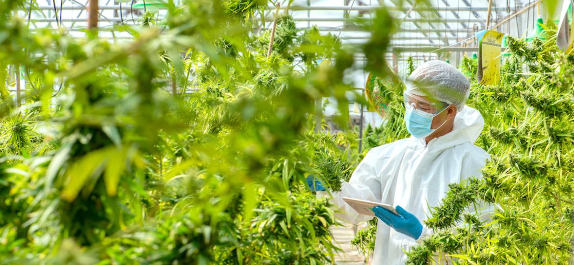 Case Study: Sanctuary Medicinals' Breakthrough in Plant Disease Control | Clear Comfort CEA AOP Water Treatment