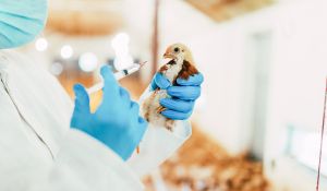 Preventative vs. Corrective: The Power of Proactive Livestock & Poultry Water Care | Clear Comfort AOP Poultry Water Treatment