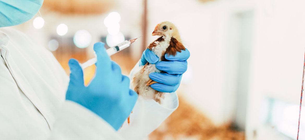 Preventative vs. Corrective: The Power of Proactive Livestock & Poultry Water Care | Clear Comfort AOP Poultry Water Treatment