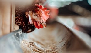 Why Poultry Water Quality is the Secret to Profitable Farming | Clear Comfort AOP poultry water treatment