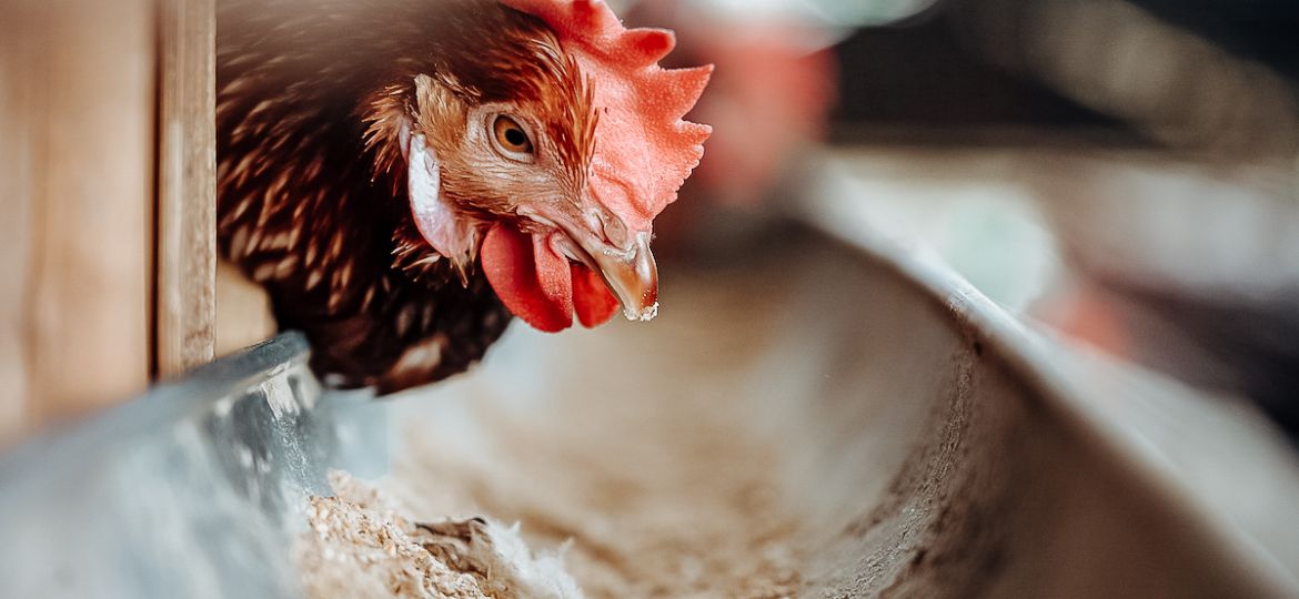 Why Poultry Water Quality is the Secret to Profitable Farming | Clear Comfort AOP poultry water treatment