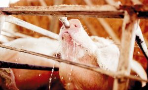 A Farmer's Guide to Poultry Water Quality Parameters | Clear Comfort AOP Poultry Water Treatment