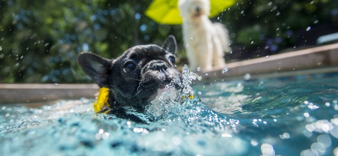 Should you let your dog in pool | Clear Comfort AOP Pool Systems | dog pool safety