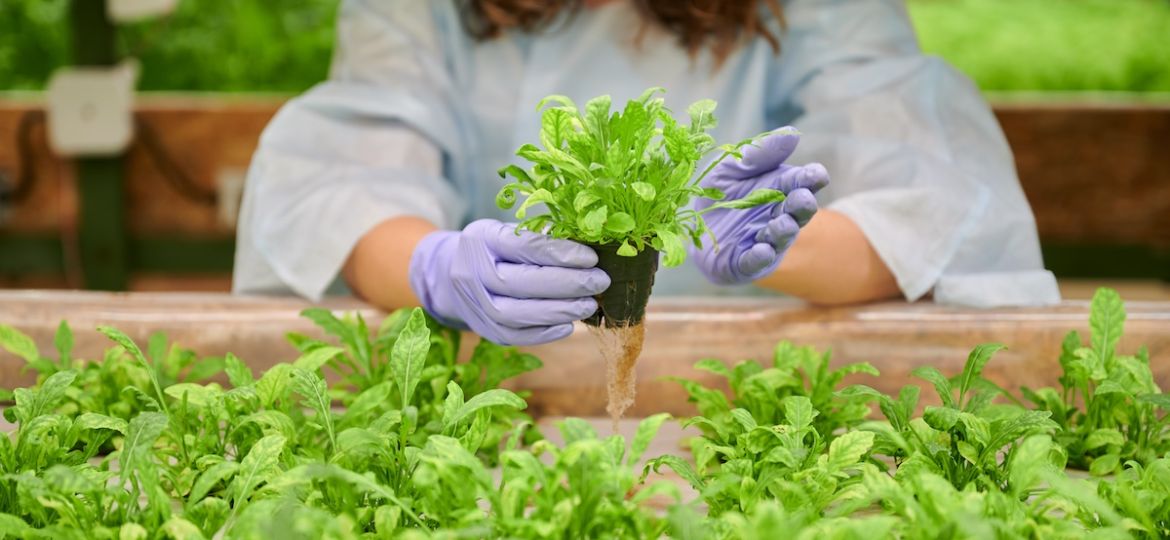 What's The Difference? Hydroponics, Aeroponics & Aquaponics | Clear Comfort Hydroponics AOP Water Treatment