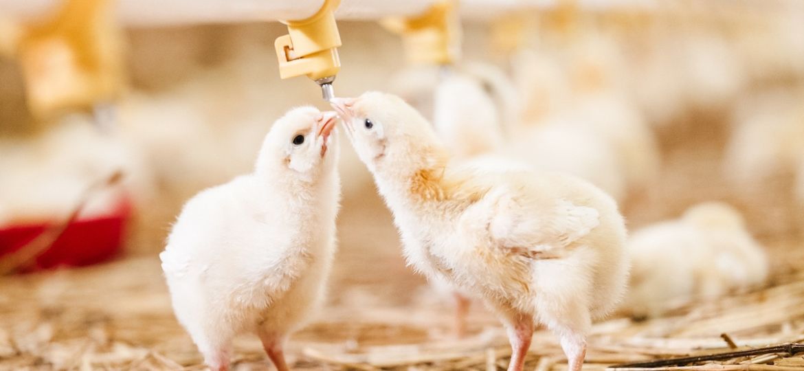 A Farmer's Guide to Poultry Water Quality Parameters | Clear Comfort AOP Poultry Water Treatment