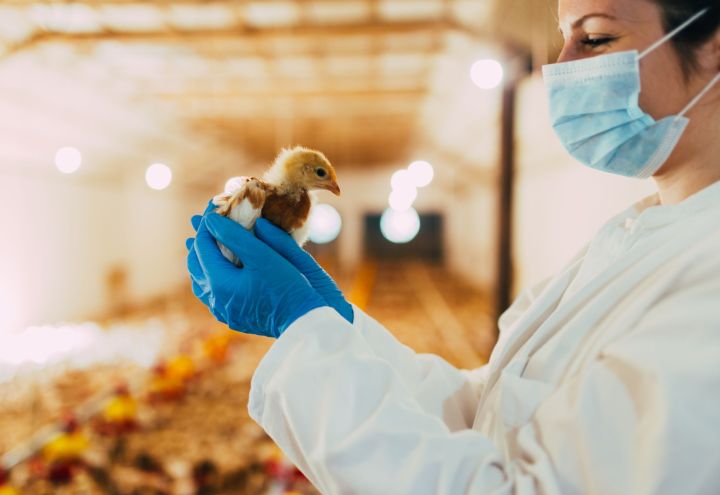 How To Manage Your Poultry S Need For Antibiotics