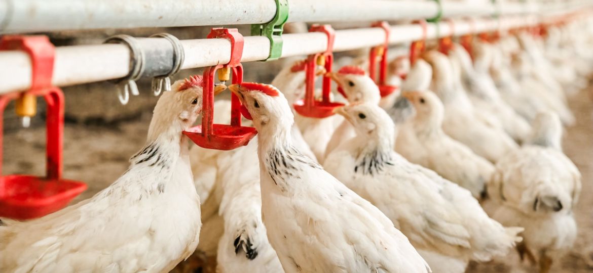 Top 4 Reasons Why Poultry Water Quality Matters | Clear Comfort Poultry AOP Water Treatment With the CCW3200