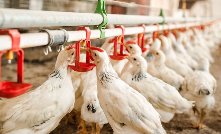Poultry Water Quality: Top Reasons It Matters & How To Fix It